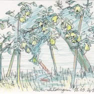 Quitten in Nachbars Garten